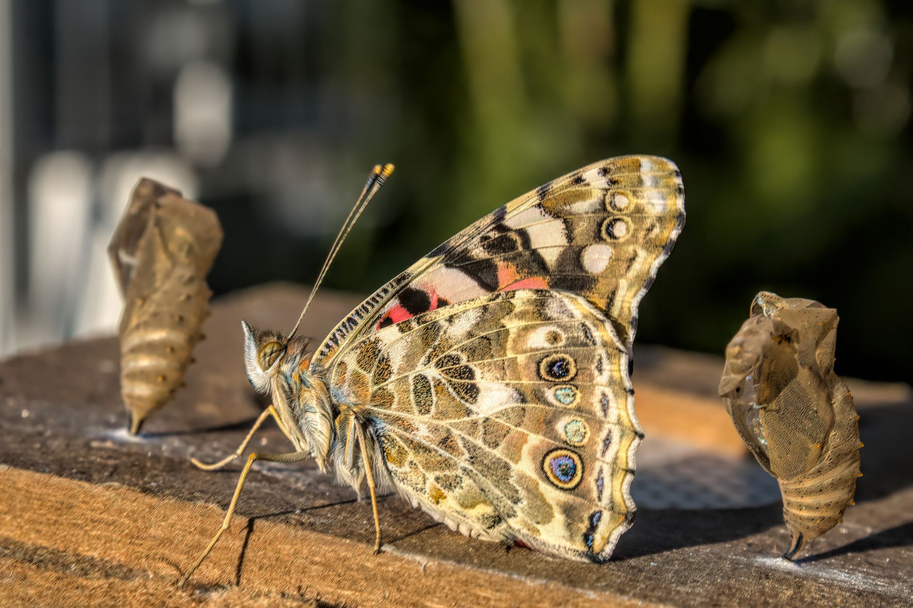 Watch caterpillars grow