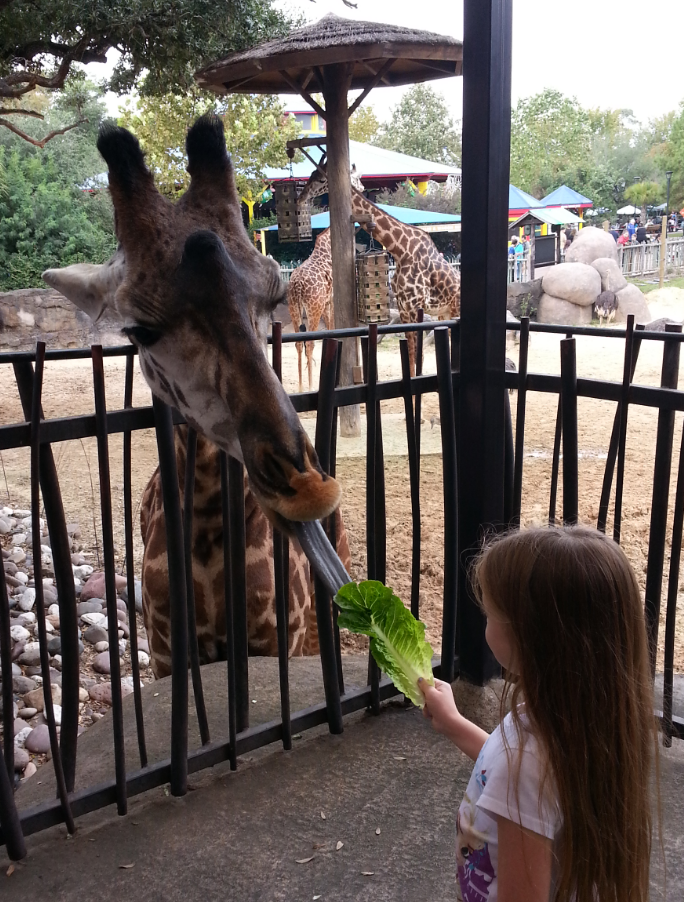 50 Places To See Animals