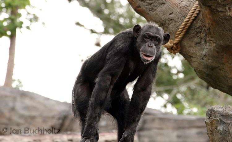 Houston Zoo