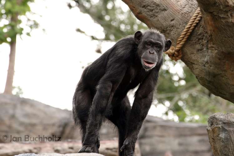 Houston Zoo